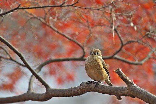モズ姫の御成り