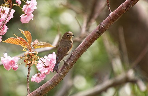 ルリビタキ♀