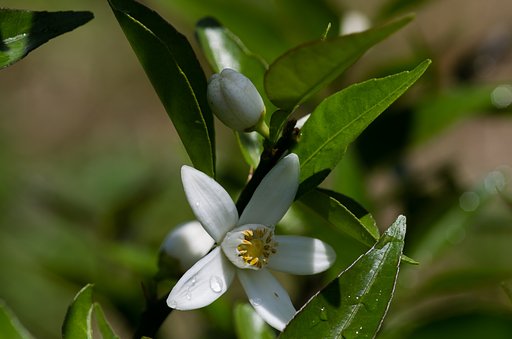 スダチの花が開花。