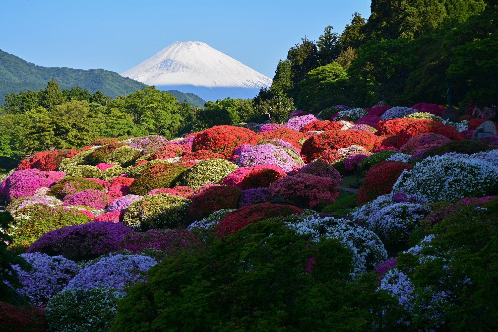 つつじ園の朝富士２