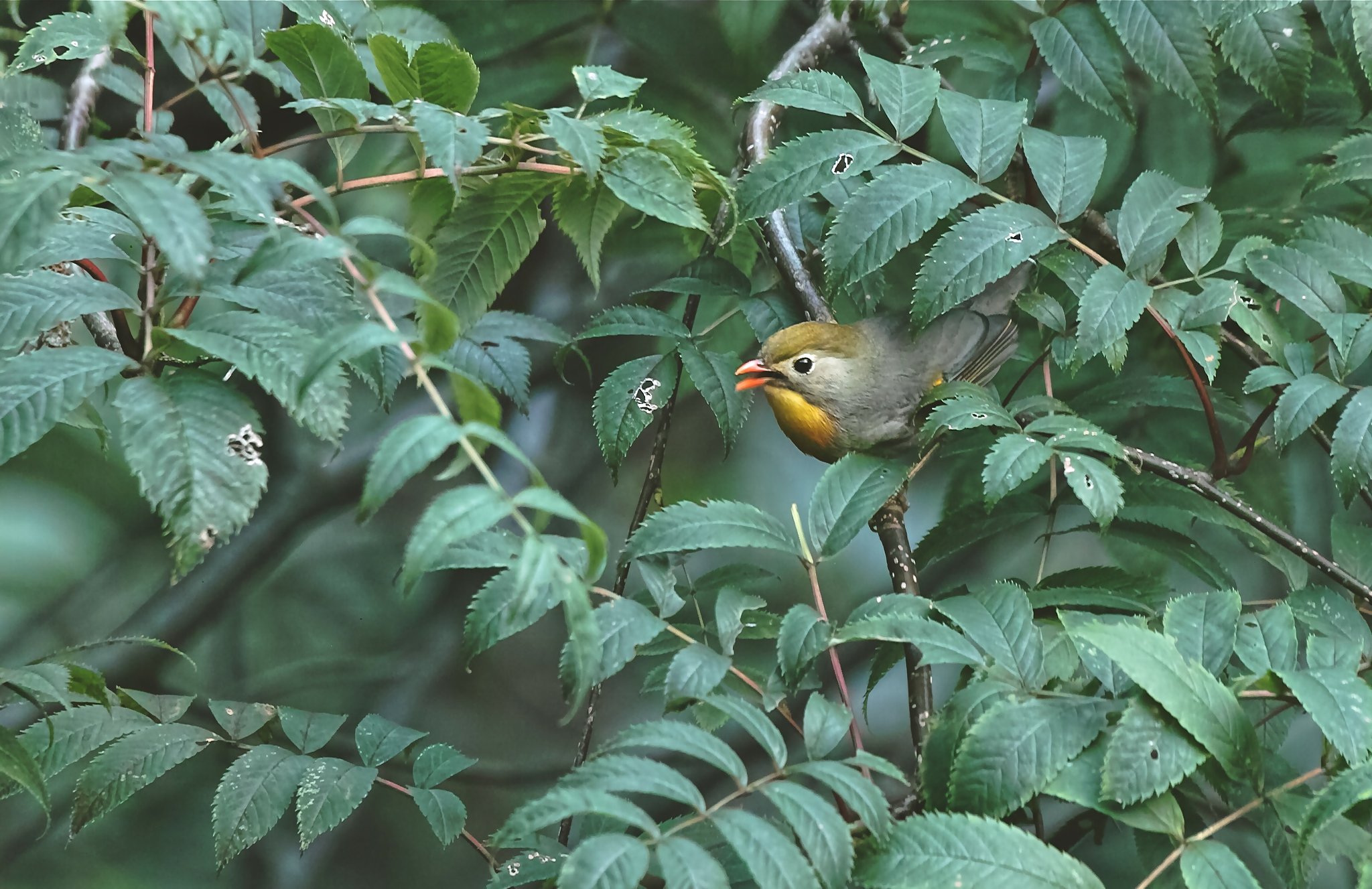 ソウシチョウ