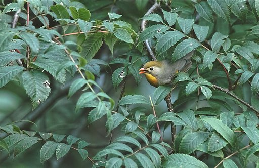 ソウシチョウ