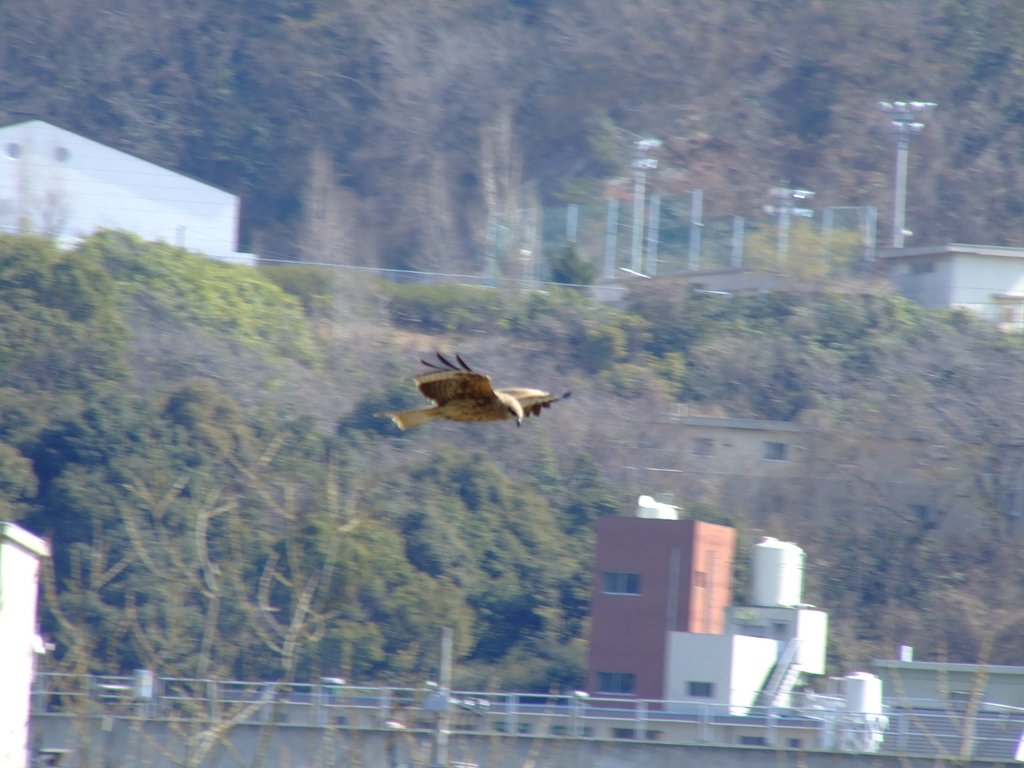 とんび