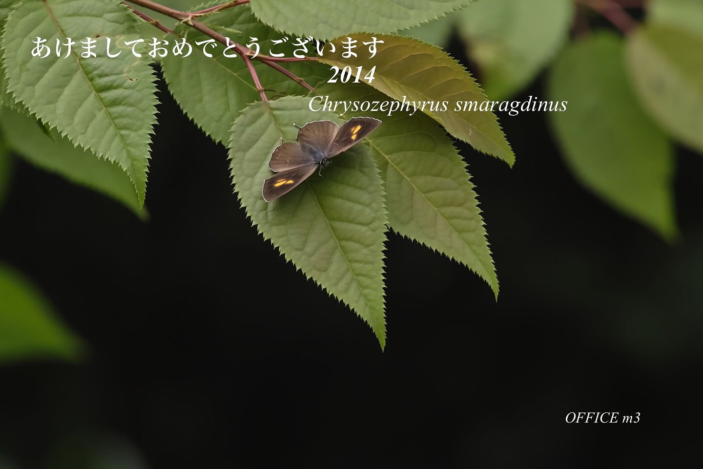 新年のご挨拶