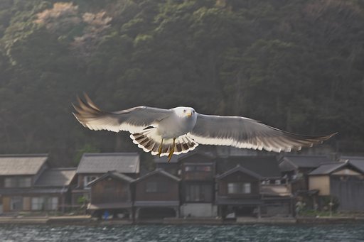舟屋のジョナサンお出迎え