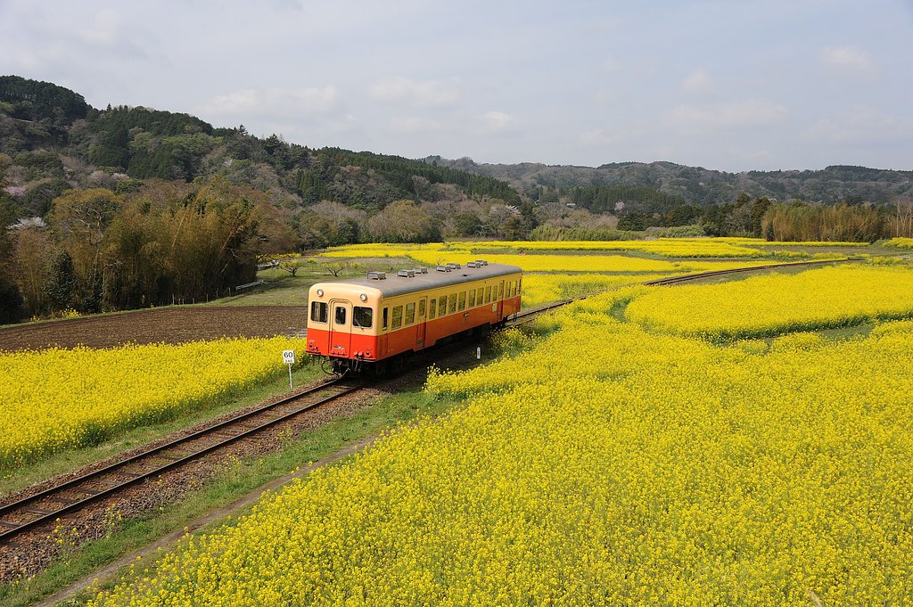 菜の花列車②