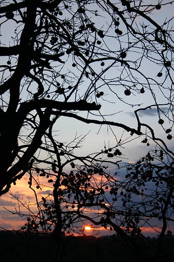 夕柿
