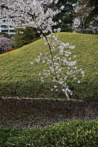 さくら散る