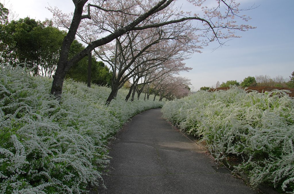 昼下がりの散歩道