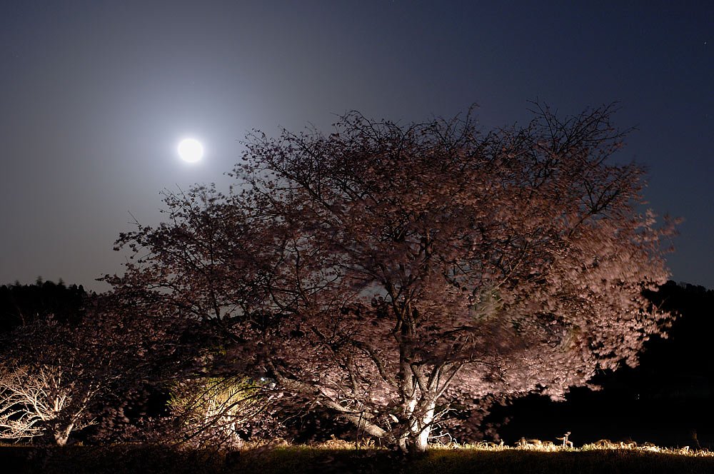 [春」月夜の桜