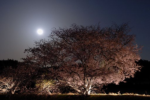 [春」月夜の桜