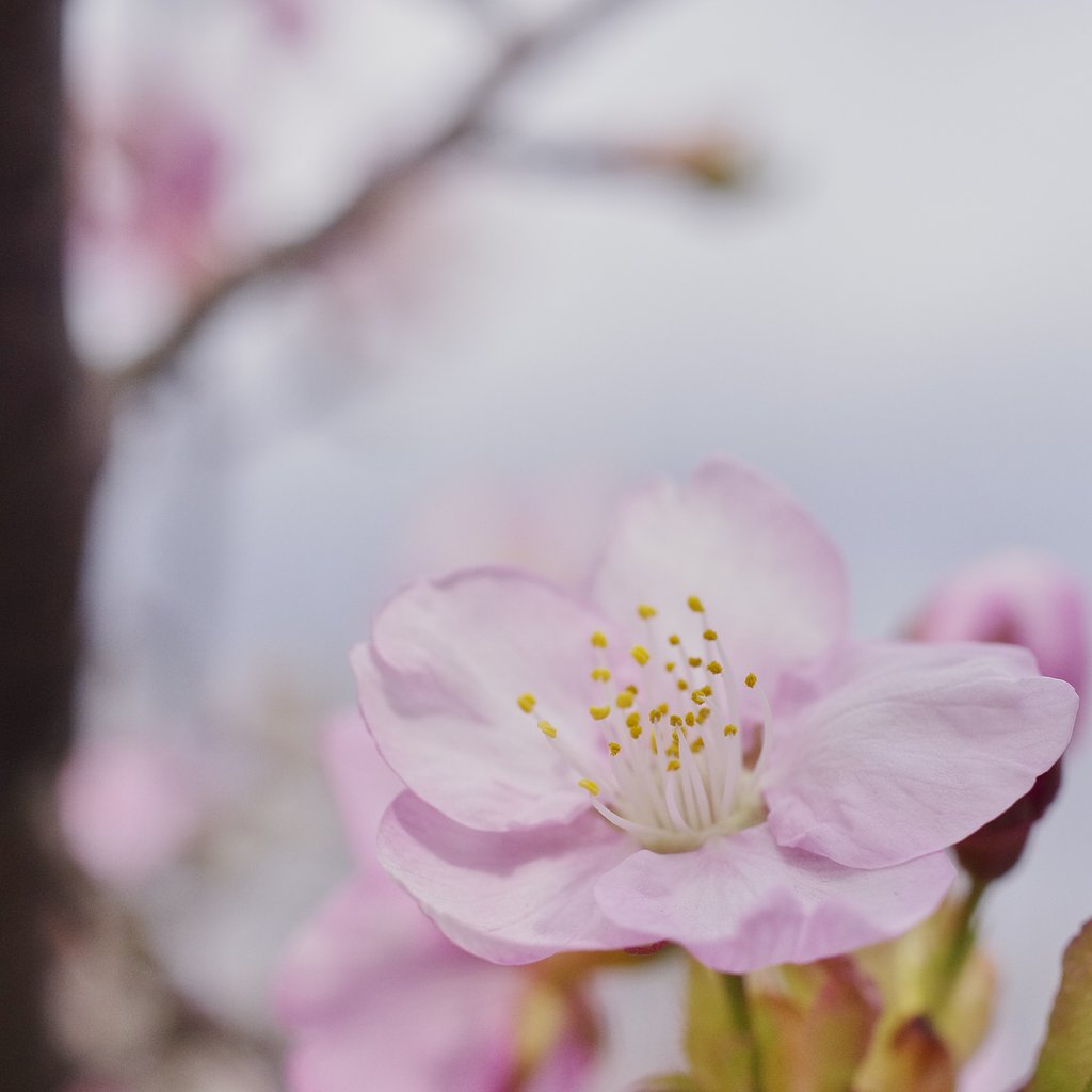 桜日和