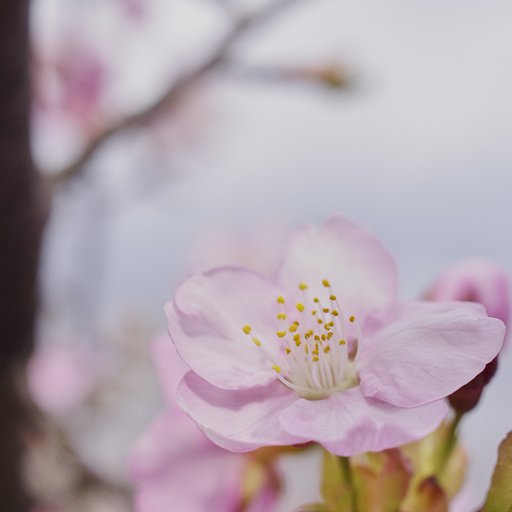 桜日和