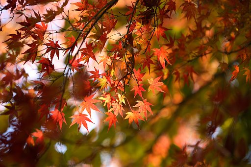 鎌倉宮の紅葉