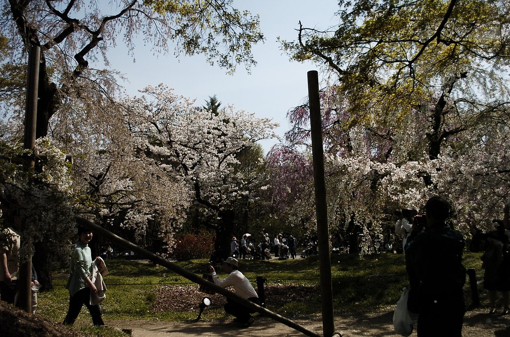 京都植物園より