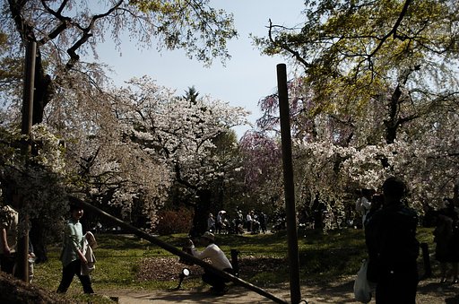 京都植物園より