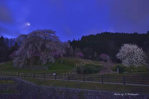 月と又兵衛桜