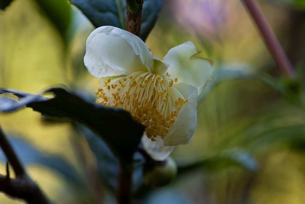 お茶の花。