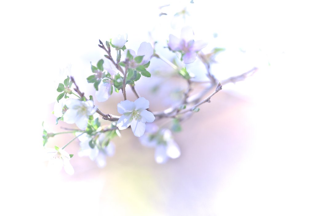 四季桜