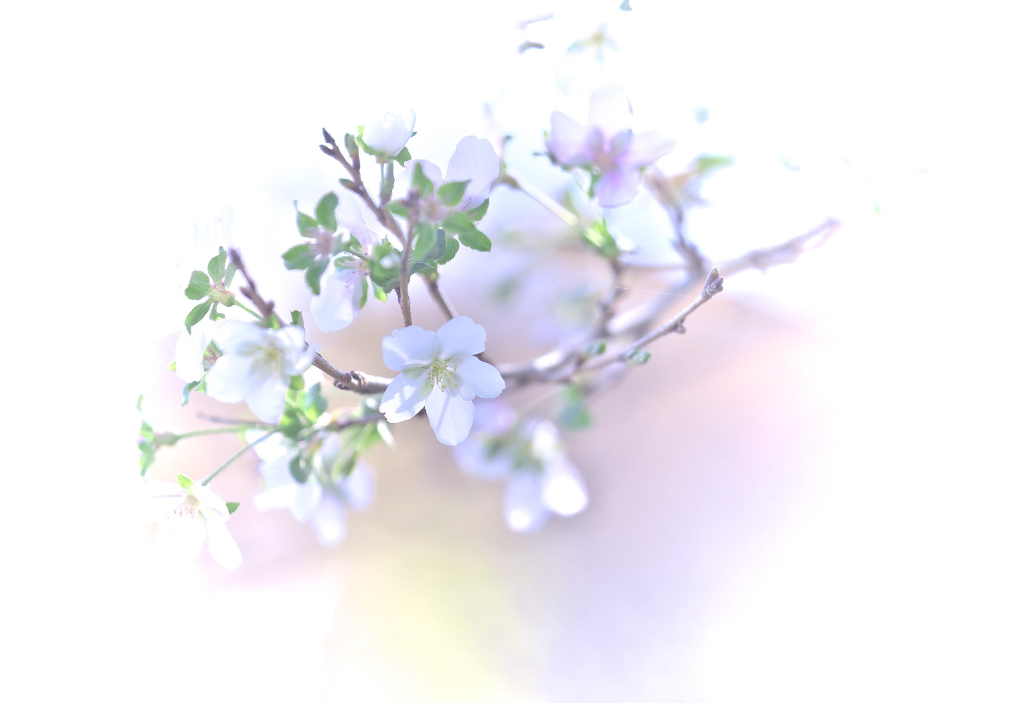四季桜