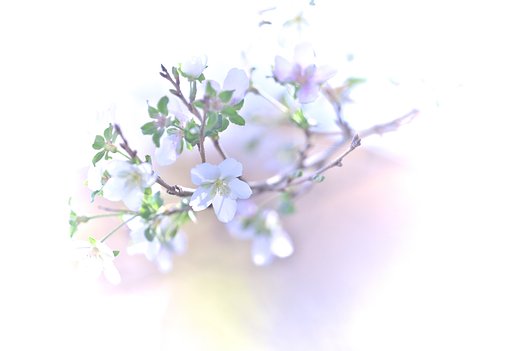 四季桜