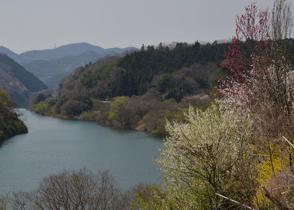春爛漫