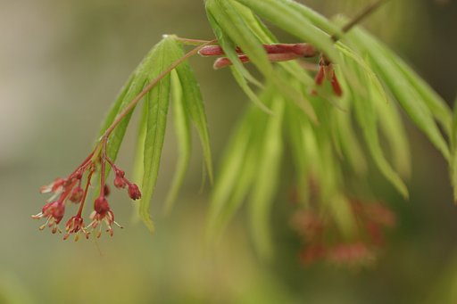 モミジに咲く・・・