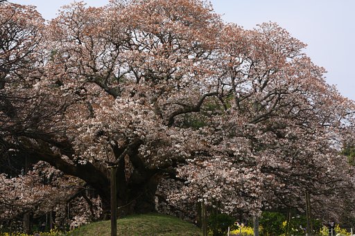 吉高の大桜