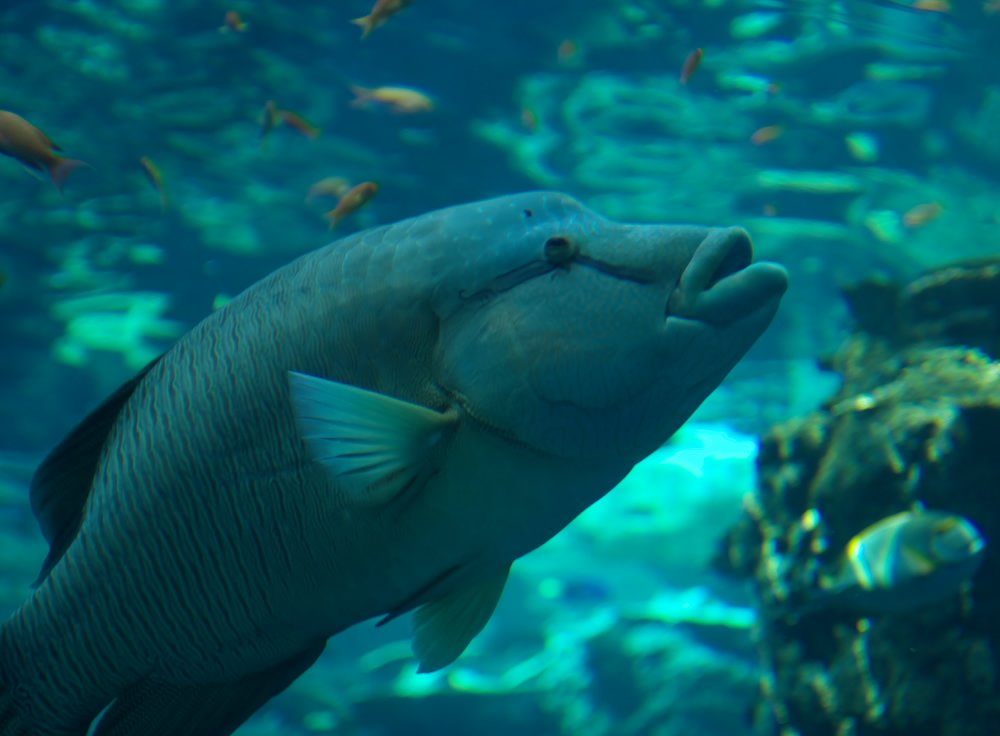 名古屋港水族館にて（5）