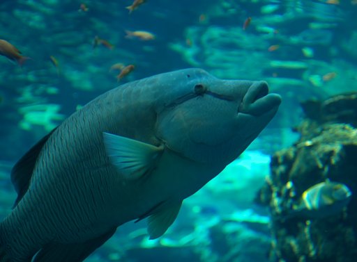 名古屋港水族館にて（5）