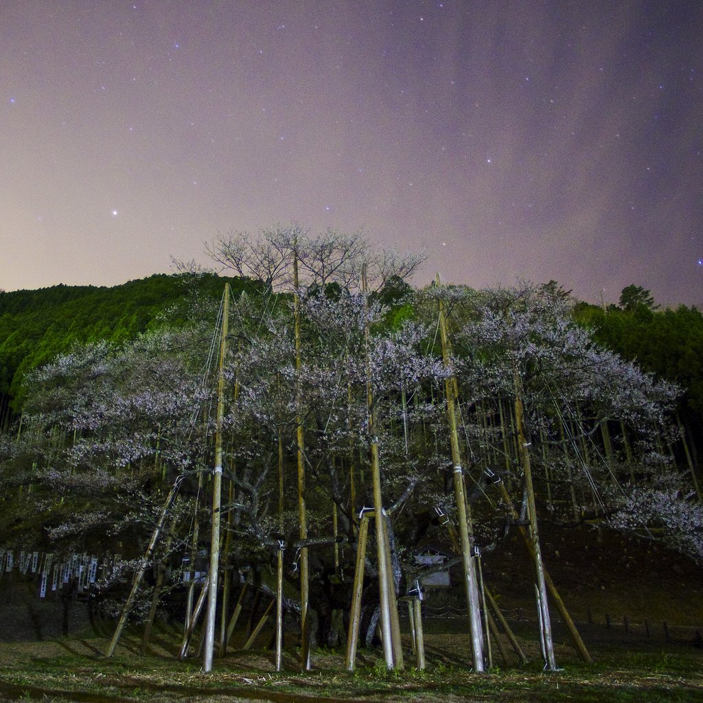 【スクエア】雲舞淡桜