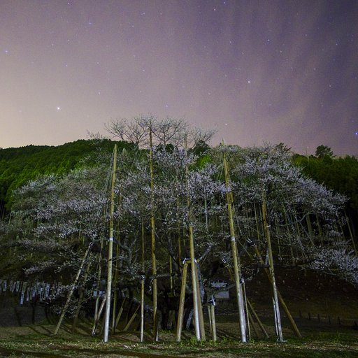 【スクエア】雲舞淡桜