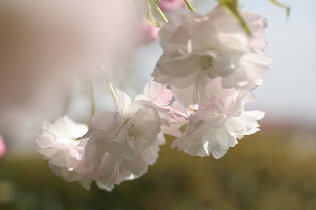 八重桜
