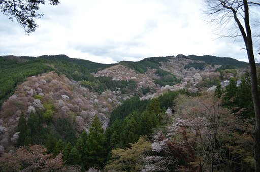 吉野山　桜　上千本