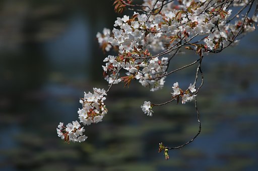 ヤマザクラ