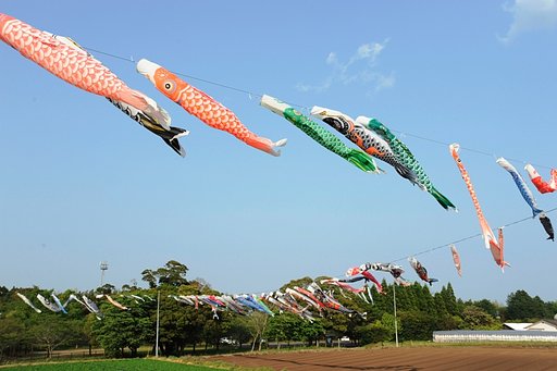 たくさんの　こいのぼり