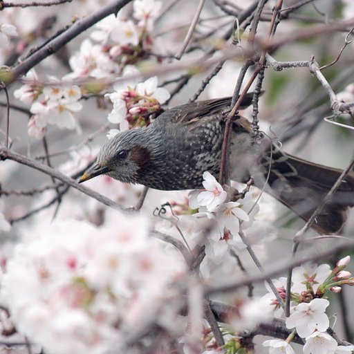 【スクエア】桜ひよ