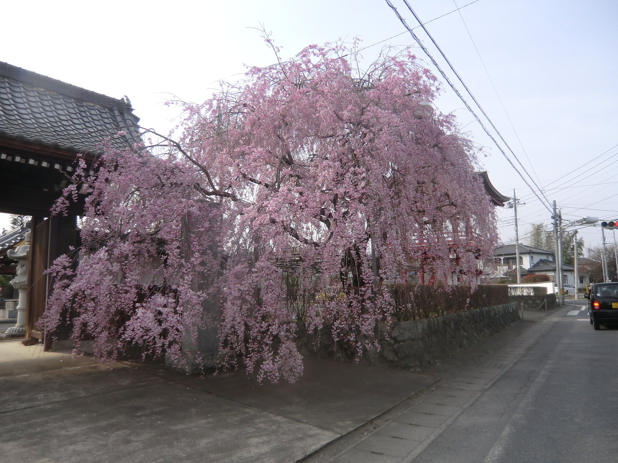 しだれ桜