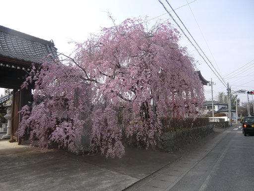 しだれ桜