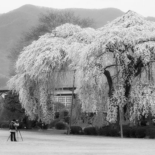 【スクエア】白黒桜
