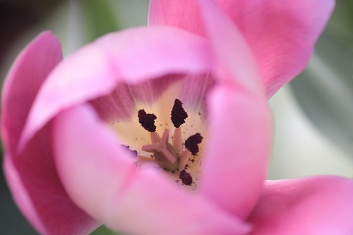 ピンクの花