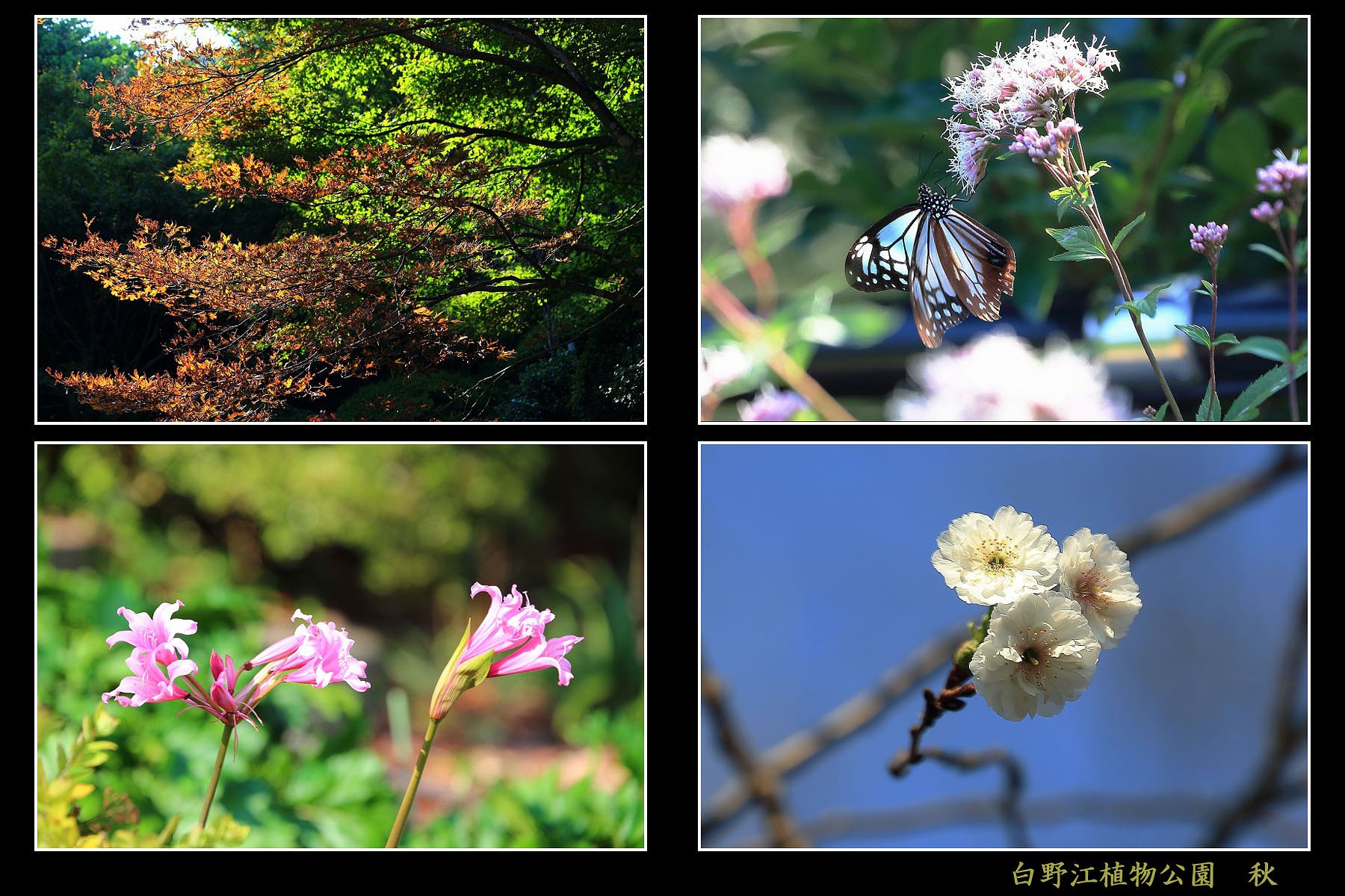 秋の植物公園
