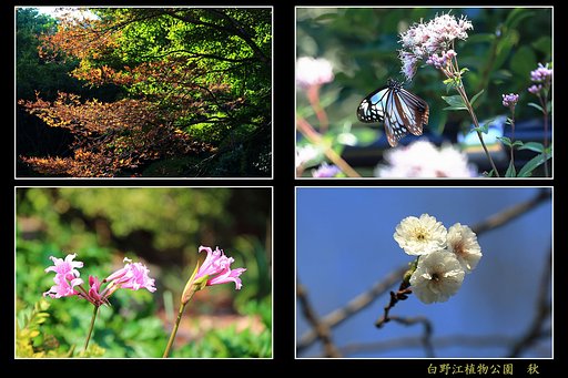 秋の植物公園