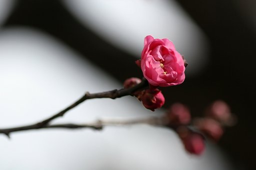 紅梅