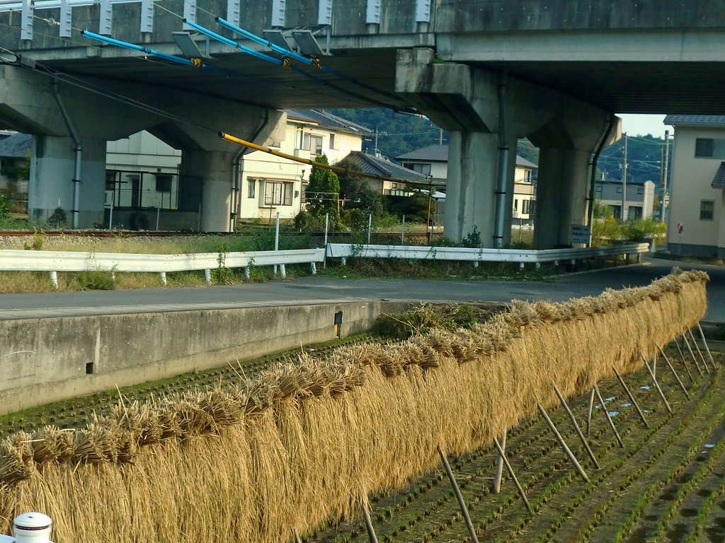 櫨干し