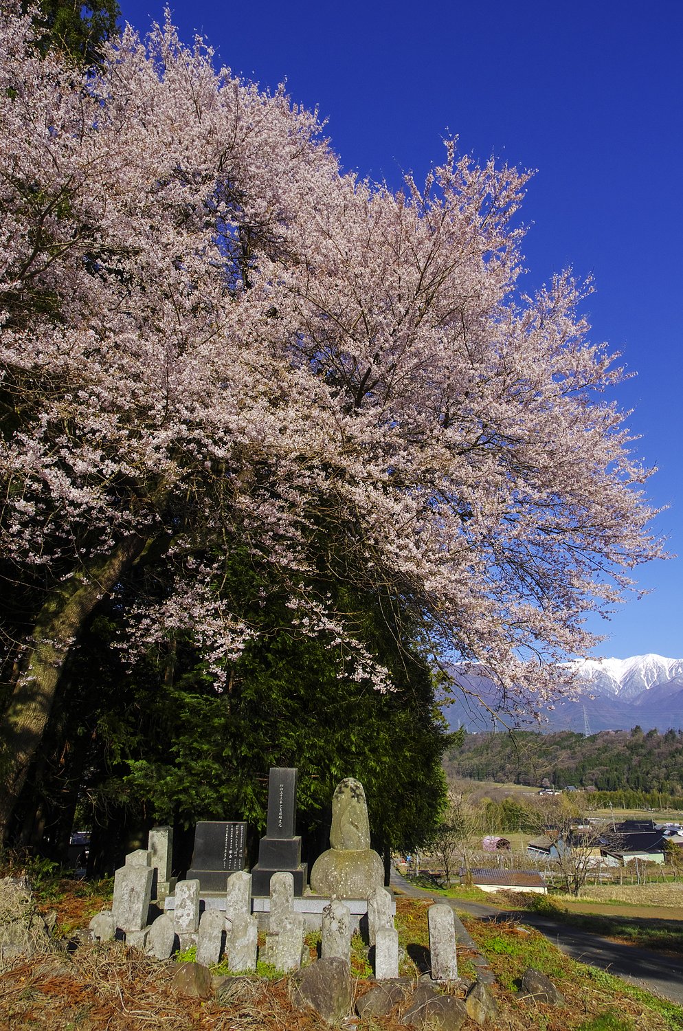 墓守桜