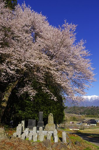 墓守桜