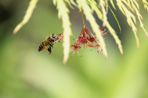 モミジ花と蜜蜂さん