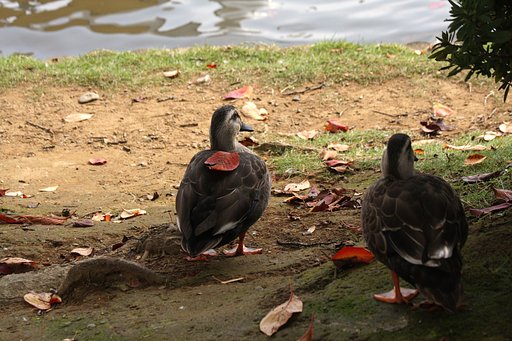 千波湖の鳥達ー②