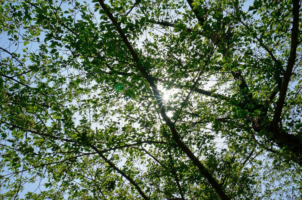 展望公園の木漏れ日
